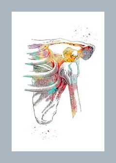 Îmbunătățirea microcirculației în țesuturile articulare și musculare